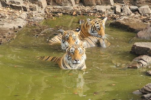 Three tigers bathing in the pond in ranthambore.